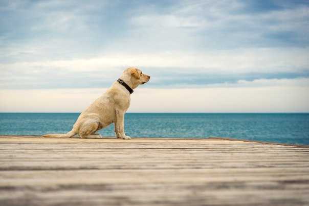 Лабрадор - ретривер : описание, характер собаки, уход, фото, видео