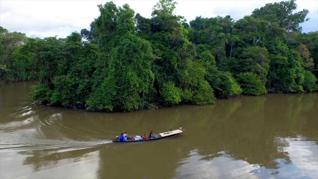 Животные бассейна амазонки - название видов, описание и фото — природа мира