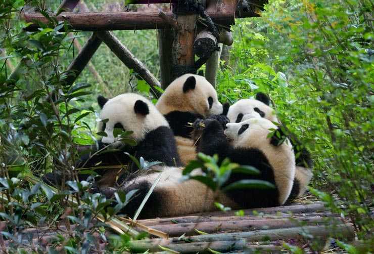 Заповедник панд в китайском городе чэнду - блог «шэнсяо»