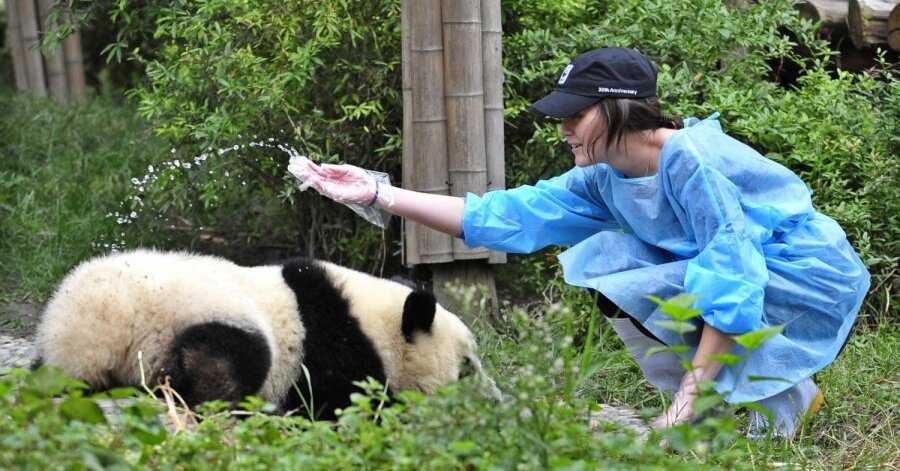 Почему чэнду в китае называют городом панд: экскурсии в заповедник с животными