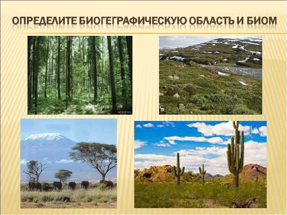 Природные зоны лесов: что характерно для разных климатов, карта, растительный и животный мир