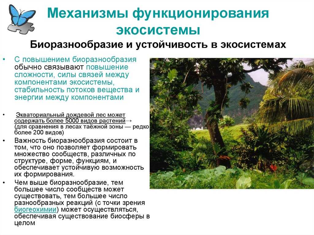 Где находится тайга: кто живет, деятельность человека, животные природной зоны | tvercult.ru