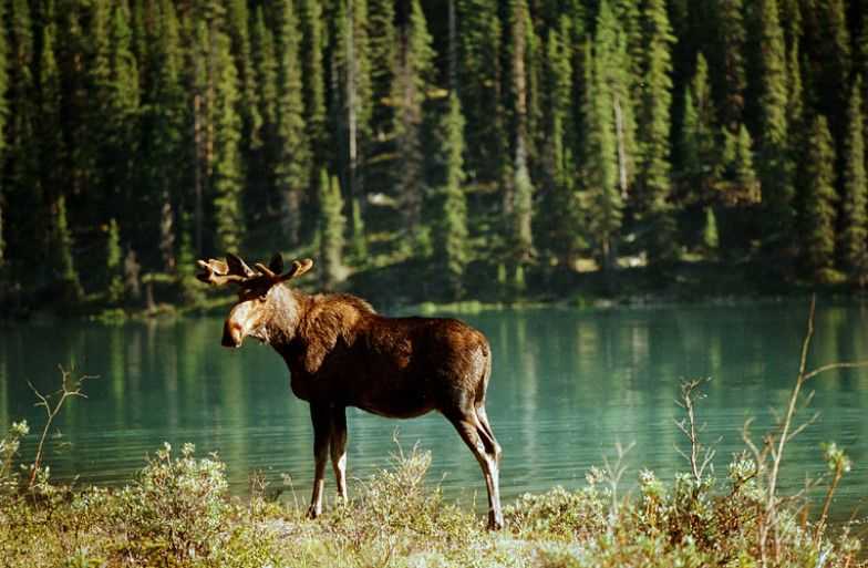 30 знаменитых национальных парков канады