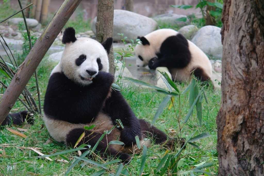 Заповедник панд в китайском городе чэнду - блог «шэнсяо»