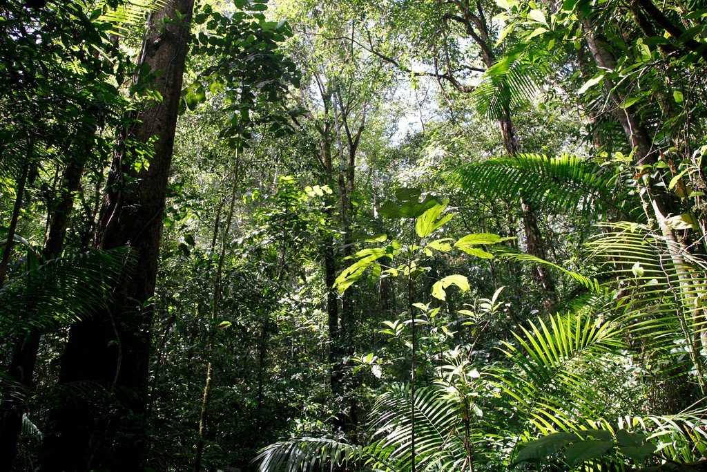 Сельва: "экзотический мир амазонии" | hasta pronto ⚡