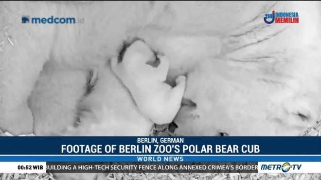 Берлинский зоопарк - панда и 15000 других животных