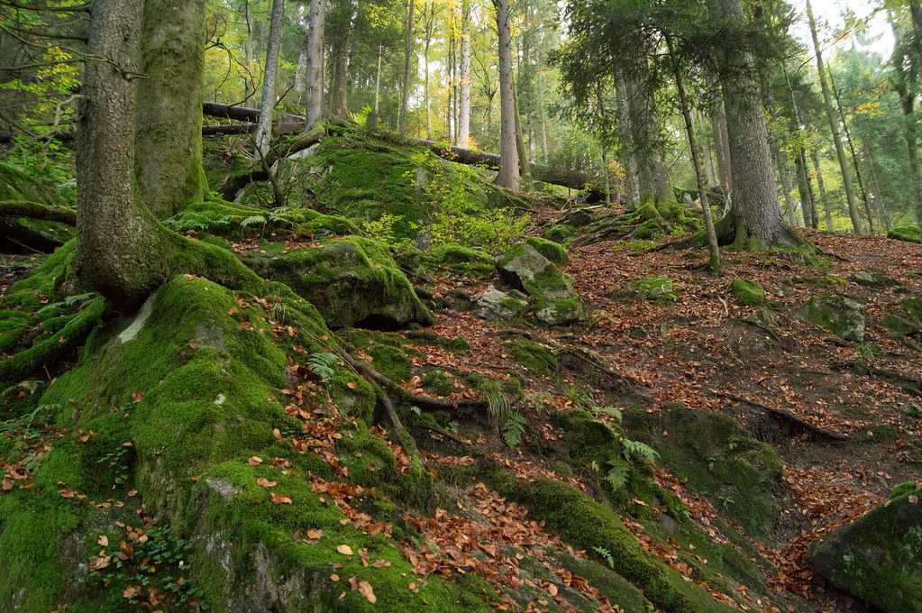Valheim – руководство по биомам: луга, темный лес или шварцвальд, болота, равнины, океан, туманные земли, дальний север, земли пепла