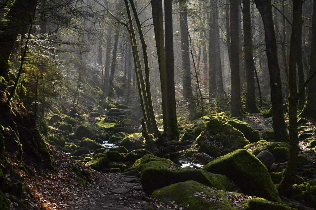Шварцвальд, "черный лес": фото и достопримечательности