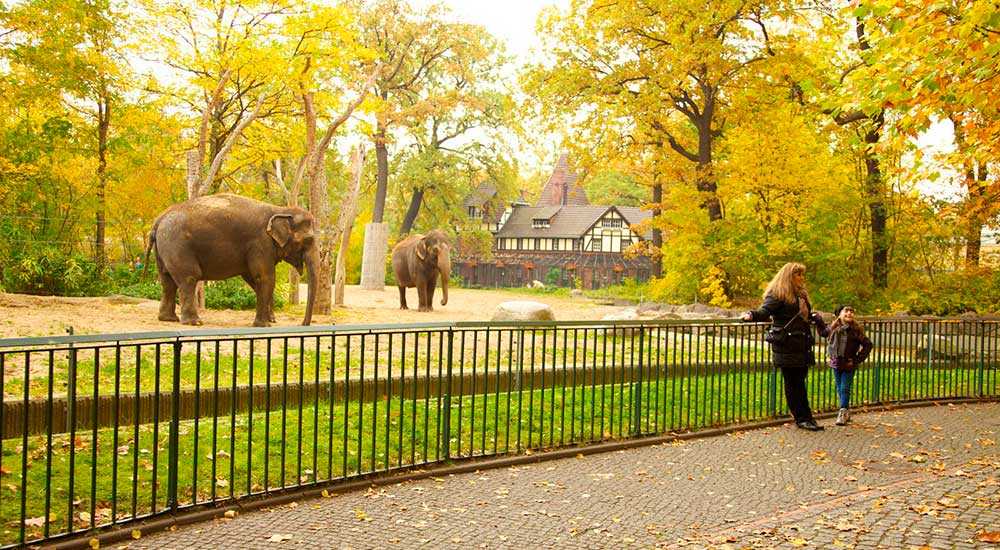 Берлинский зоопарк – старейший зоопарк Германии и одно из тех редких мест, где вынужденным существовать в неволе животным не только не сочувствуешь, но и немного завидуешь. Огромные зеленые лужайки и комфортабельные вольеры, бассейны с меняющейся по строг