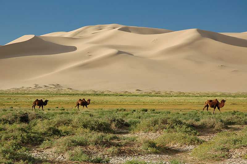 Пустыня гоби: история, местонахождение, размеры и температура