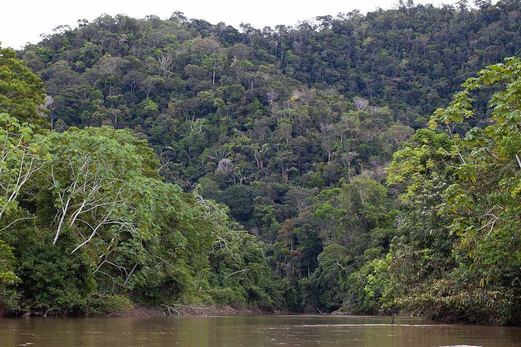 Сельва: "экзотический мир амазонии" | hasta pronto ⚡