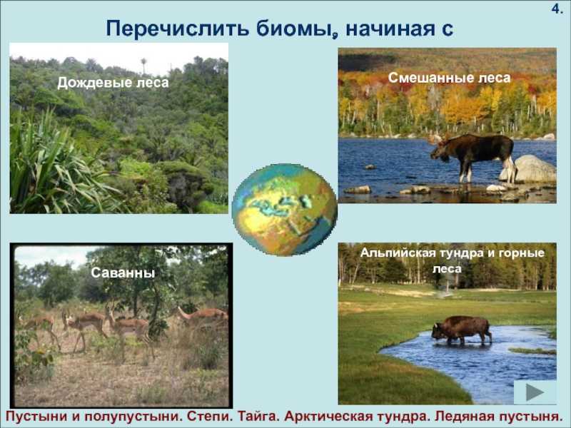Виды лесов | какие виды лесов существуют в россии и мире