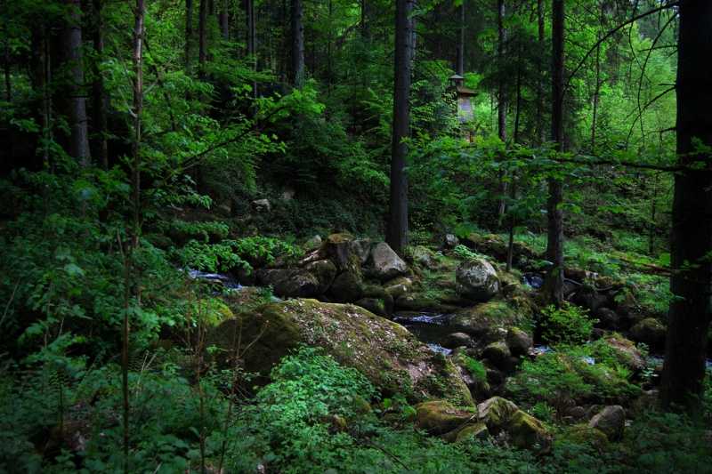 Шварцвальд (германия) — достопримечательности черного леса и отзывы об экскурсиях