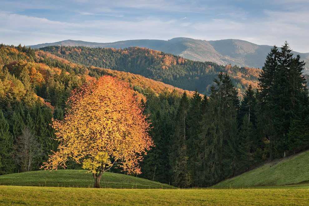 Шварцвальд (германия) — достопримечательности черного леса и отзывы об экскурсиях
