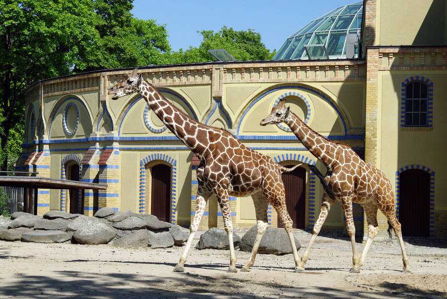 Главный немецкий зоопарк: зоологический сад в берлине