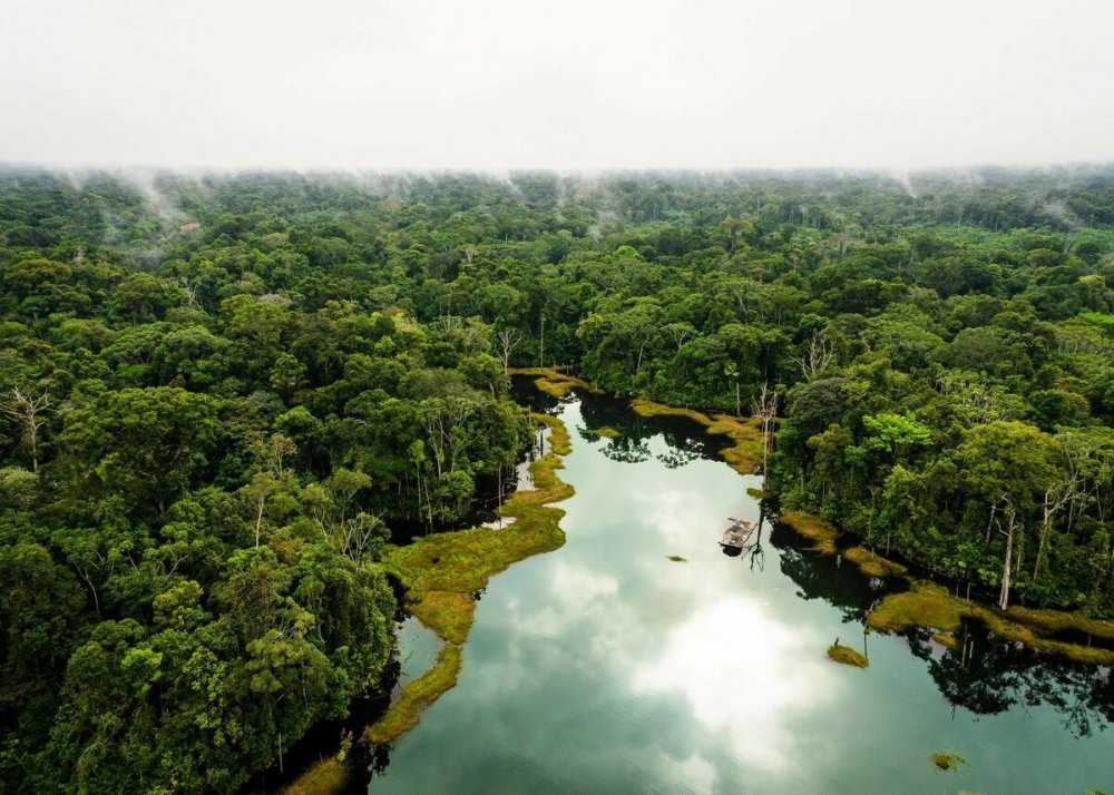 Экваториальные леса южной америки: интересные факты и фото