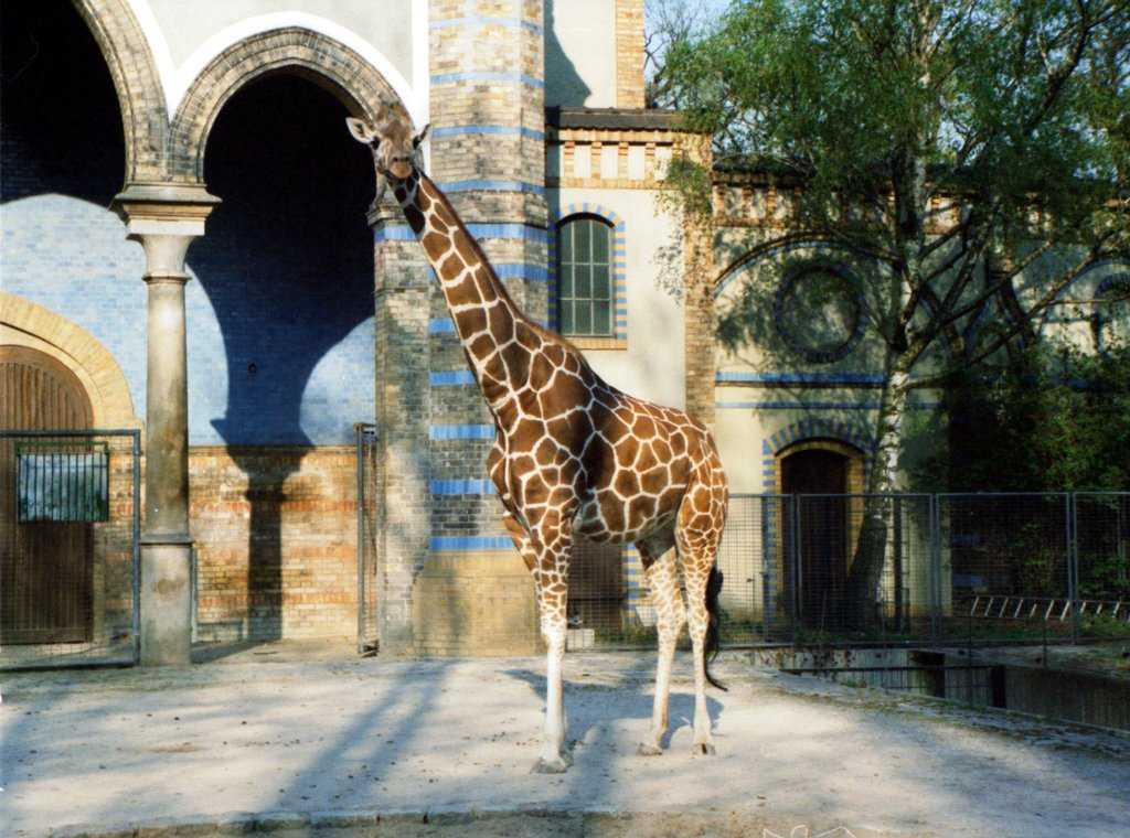 Берлинский зоопарк: история, животные зоопарка, адрес и фото