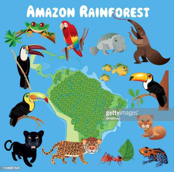 Тропический лес амазонки - amazon rainforest - abcdef.wiki