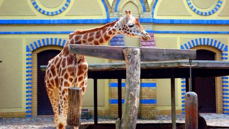 Берлинский зоопарк – старейший зоопарк в германии