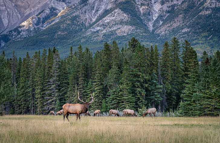Национальный парк банф, канада: маршруты и экскурсии