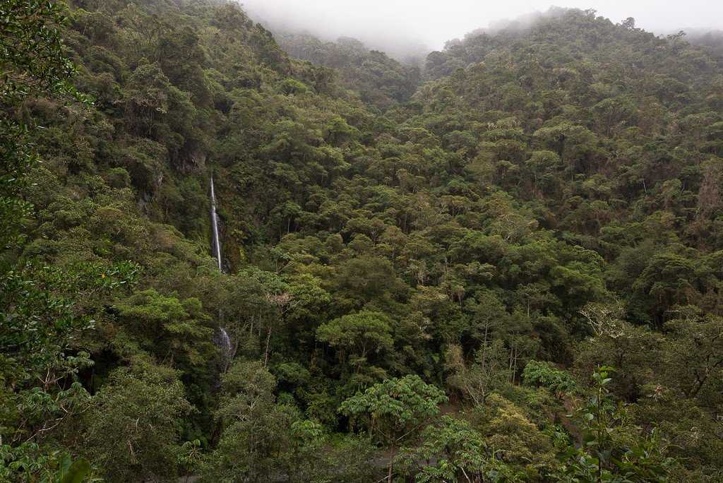 Экваториальные леса южной америки: интересные факты и фото | vivareit