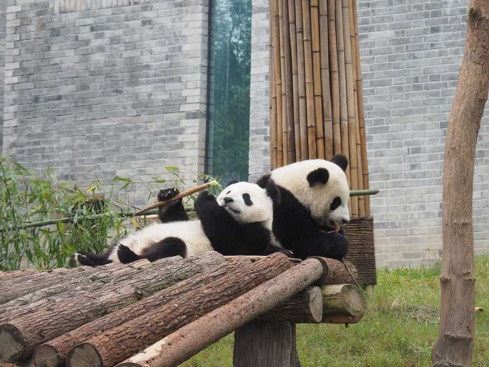 Заповедник панд в китайском городе чэнду